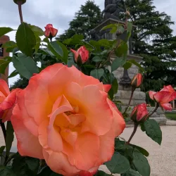 King's Parade Park - Bathurst