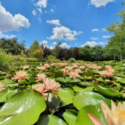Mayfield Garden - Bathurst