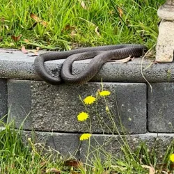 Bega River - Bega NSW