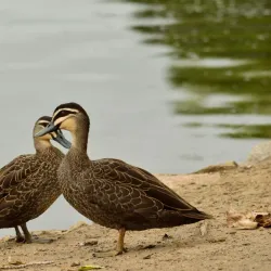 Bega River - Bega NSW