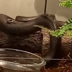 Bega River - Bega NSW