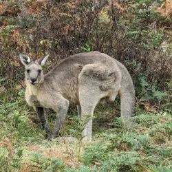 Mimosa Rocks National Park - Bega NSW