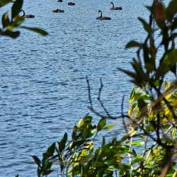 Belmont Lagoon - Belmont