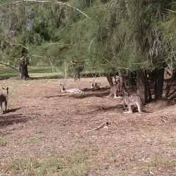 Benalla Golf Club - Benalla