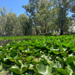 Lake Benalla - Benalla