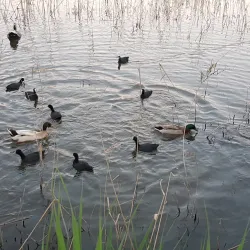 Lake Benalla - Benalla