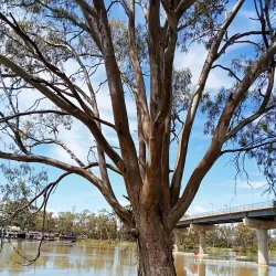 Murray River - Berri