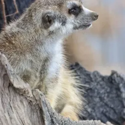 Shoalhaven Zoo - Berry