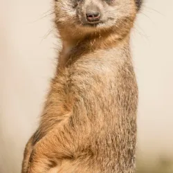 Shoalhaven Zoo - Berry