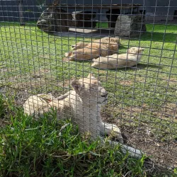 Shoalhaven Zoo - Berry