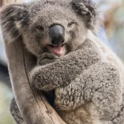 Shoalhaven Zoo - Berry