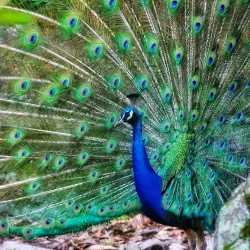 Shoalhaven Zoo - Berry