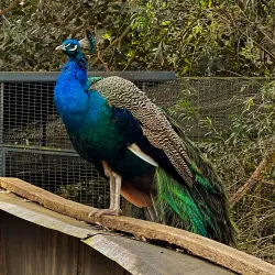 Shoalhaven Zoo - Berry