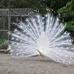 Shoalhaven Zoo - Berry