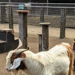Shoalhaven Zoo - Berry