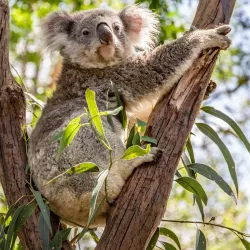 Featherdale Sydney Wildlife Park - Blacktown