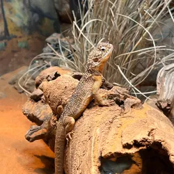 Featherdale Sydney Wildlife Park - Blacktown