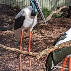 Featherdale Sydney Wildlife Park - Blacktown