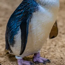 Featherdale Sydney Wildlife Park - Blacktown