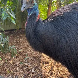 Featherdale Sydney Wildlife Park - Blacktown