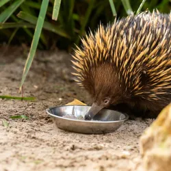 Featherdale Sydney Wildlife Park - Blacktown