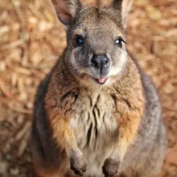Featherdale Sydney Wildlife Park - Blacktown