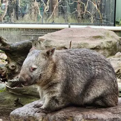 Featherdale Sydney Wildlife Park - Blacktown
