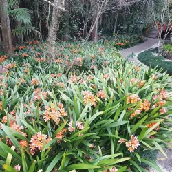 Boonah Botanic Gardens - Boonah