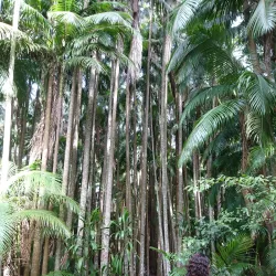 Boonah Botanic Gardens - Boonah
