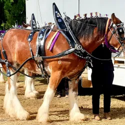 Boonah Showgrounds - Boonah