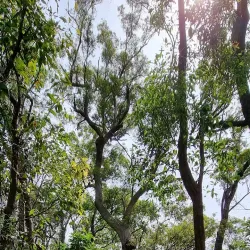 Mount French National Park - Boonah