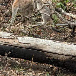 Mount French National Park - Boonah