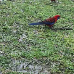 Bowral Lookout - Bowral