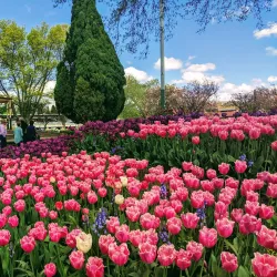 Corbett Gardens - Bowral