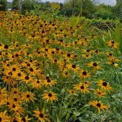 Southern Highlands Botanic Gardens - Bowral