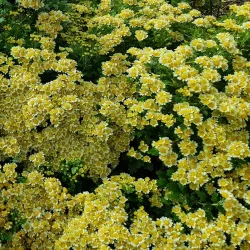 Southern Highlands Botanic Gardens - Bowral