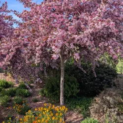 Southern Highlands Botanic Gardens - Bowral