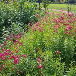 Southern Highlands Botanic Gardens - Bowral