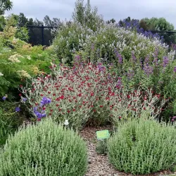 Southern Highlands Botanic Gardens - Bowral