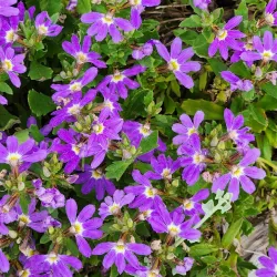 Southern Highlands Botanic Gardens - Bowral