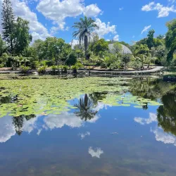 Brisbane Botanic Gardens Mount Coot-tha - Brisbane