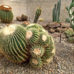 Brisbane Botanic Gardens Mount Coot-tha - Brisbane