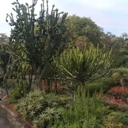 Brisbane Botanic Gardens Mount Coot-tha - Brisbane