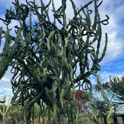 Brisbane Botanic Gardens Mount Coot-tha - Brisbane