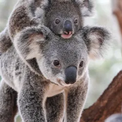Lone Pine Koala Sanctuary - Brisbane