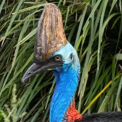 Lone Pine Koala Sanctuary - Brisbane