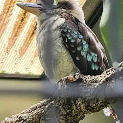 Lone Pine Koala Sanctuary - Brisbane