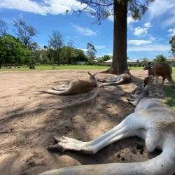 Lone Pine Koala Sanctuary - Brisbane