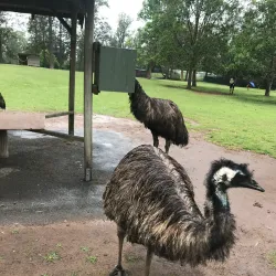 Lone Pine Koala Sanctuary - Brisbane