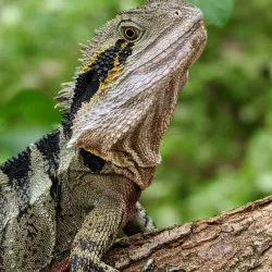 Lone Pine Koala Sanctuary - Brisbane